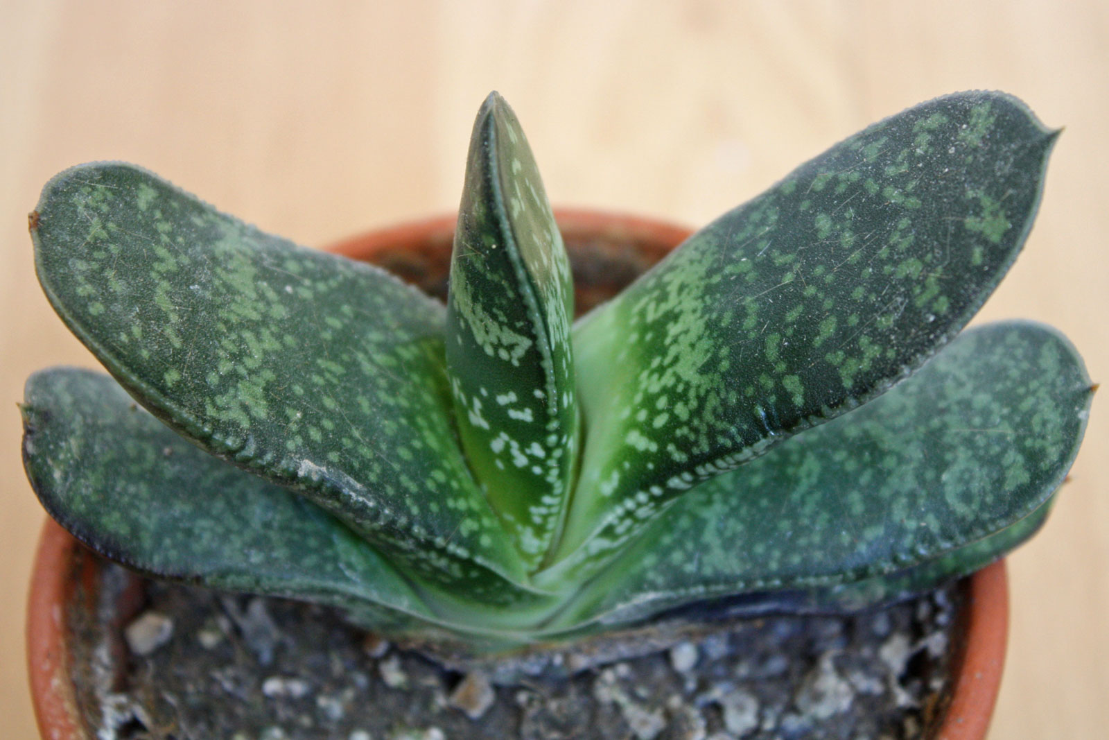Gasteria disticha