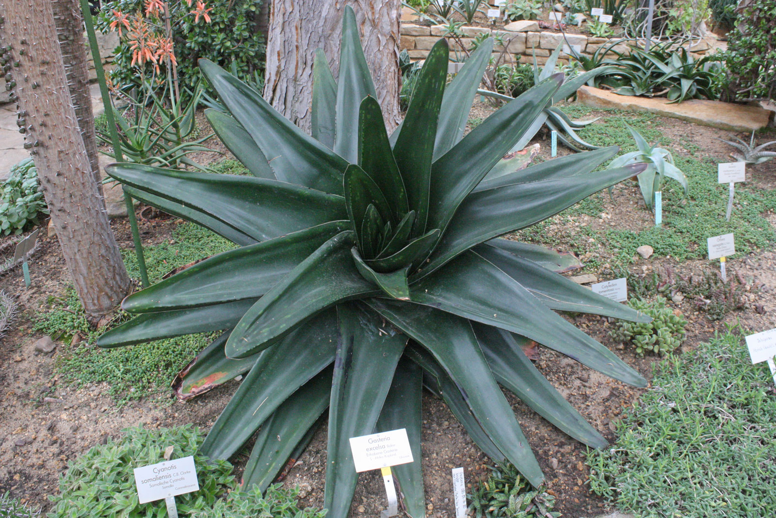 Gasteria excelsa