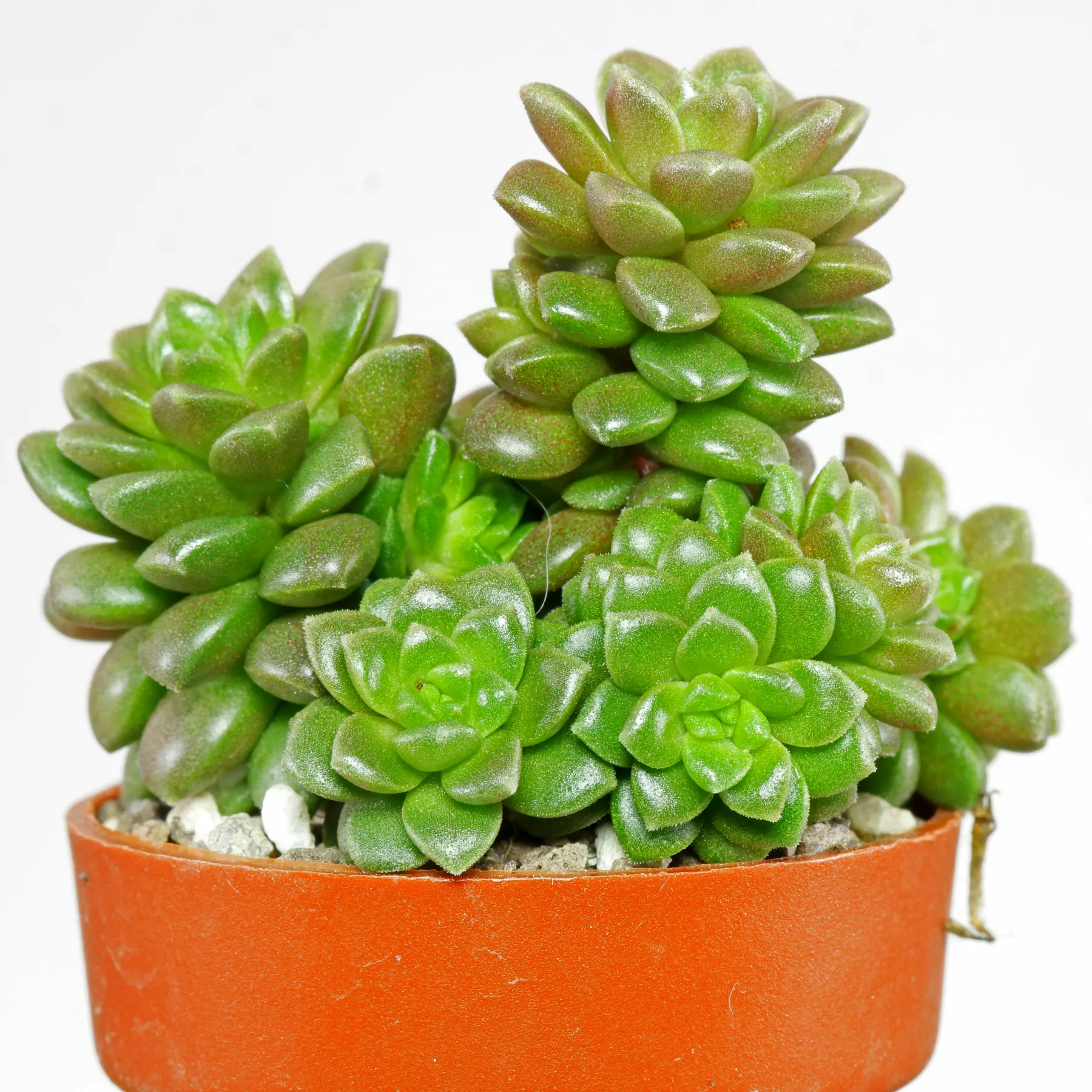 Little Gem Sedum