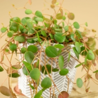 Peperomia prostrata Pepperspot