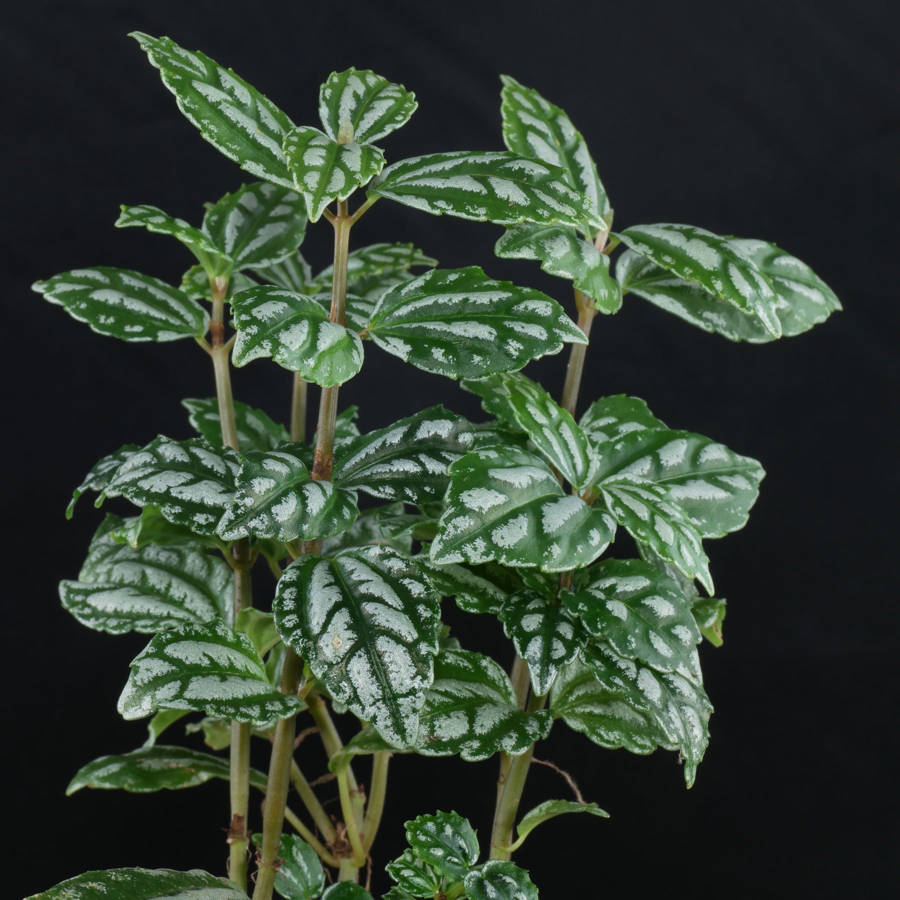 Pilea cadierei