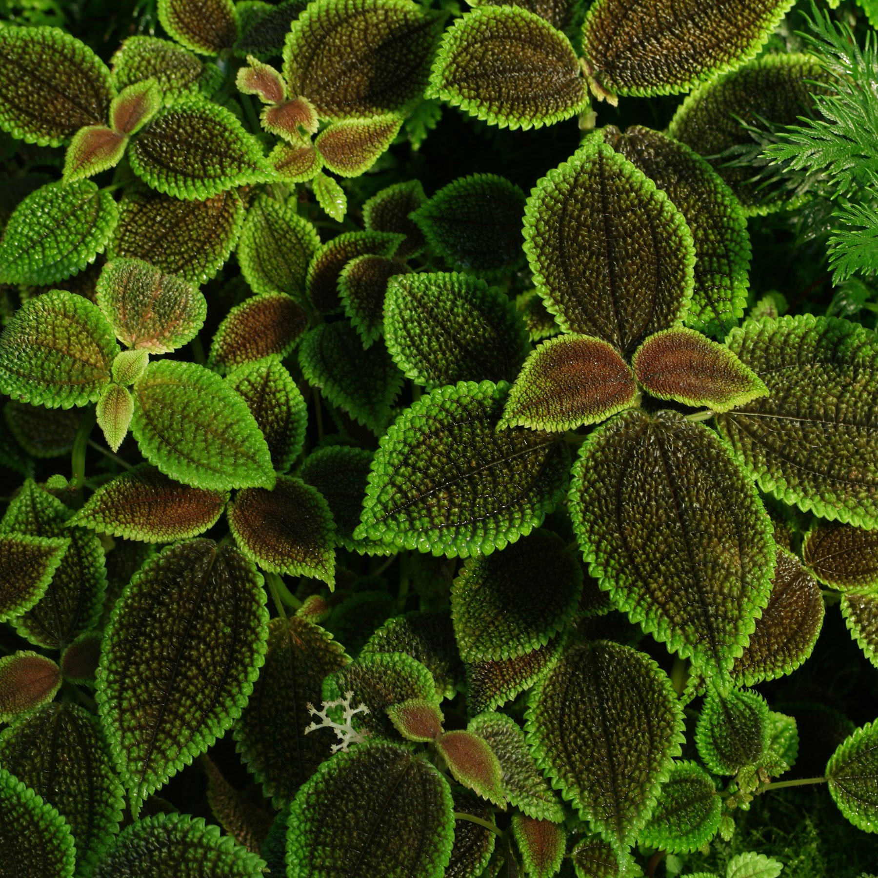 Pilea involucrata Moon Valley