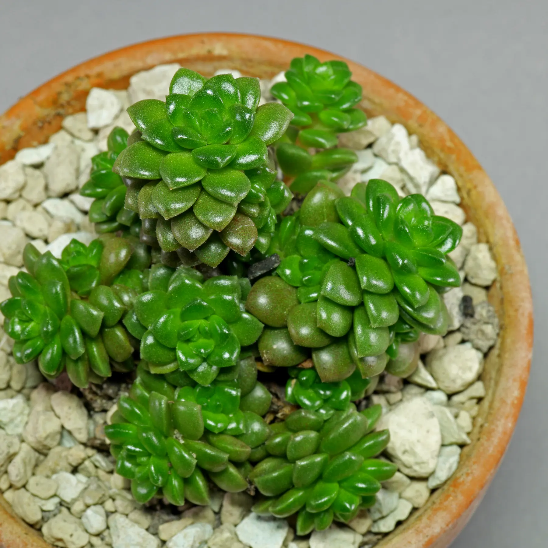 Sedum Little Gem