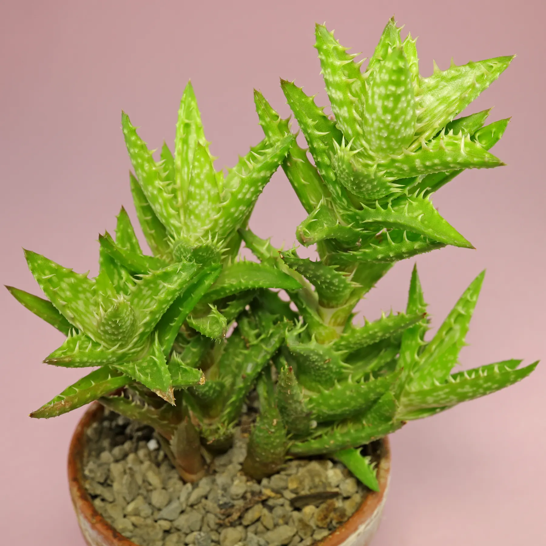 Tiger Tooth Aloe juvenna