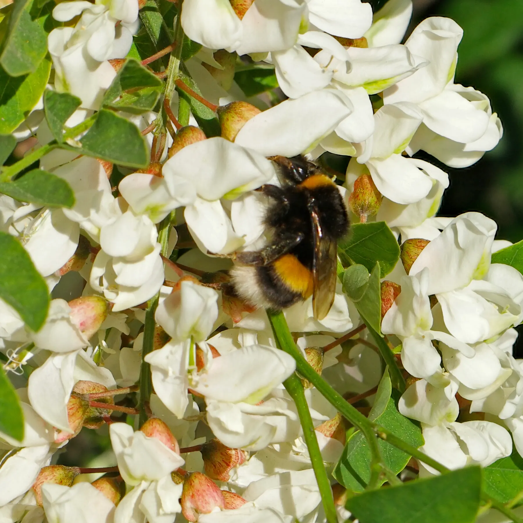 A bumblebee pollinates the flowers of the black locust tree