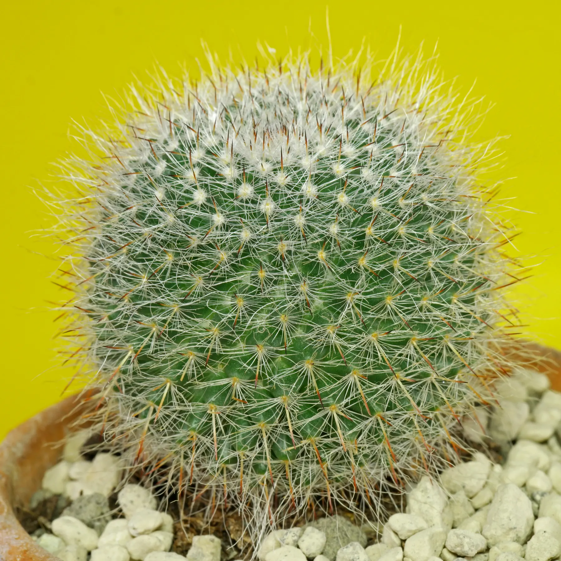 Mammillaria hahniana