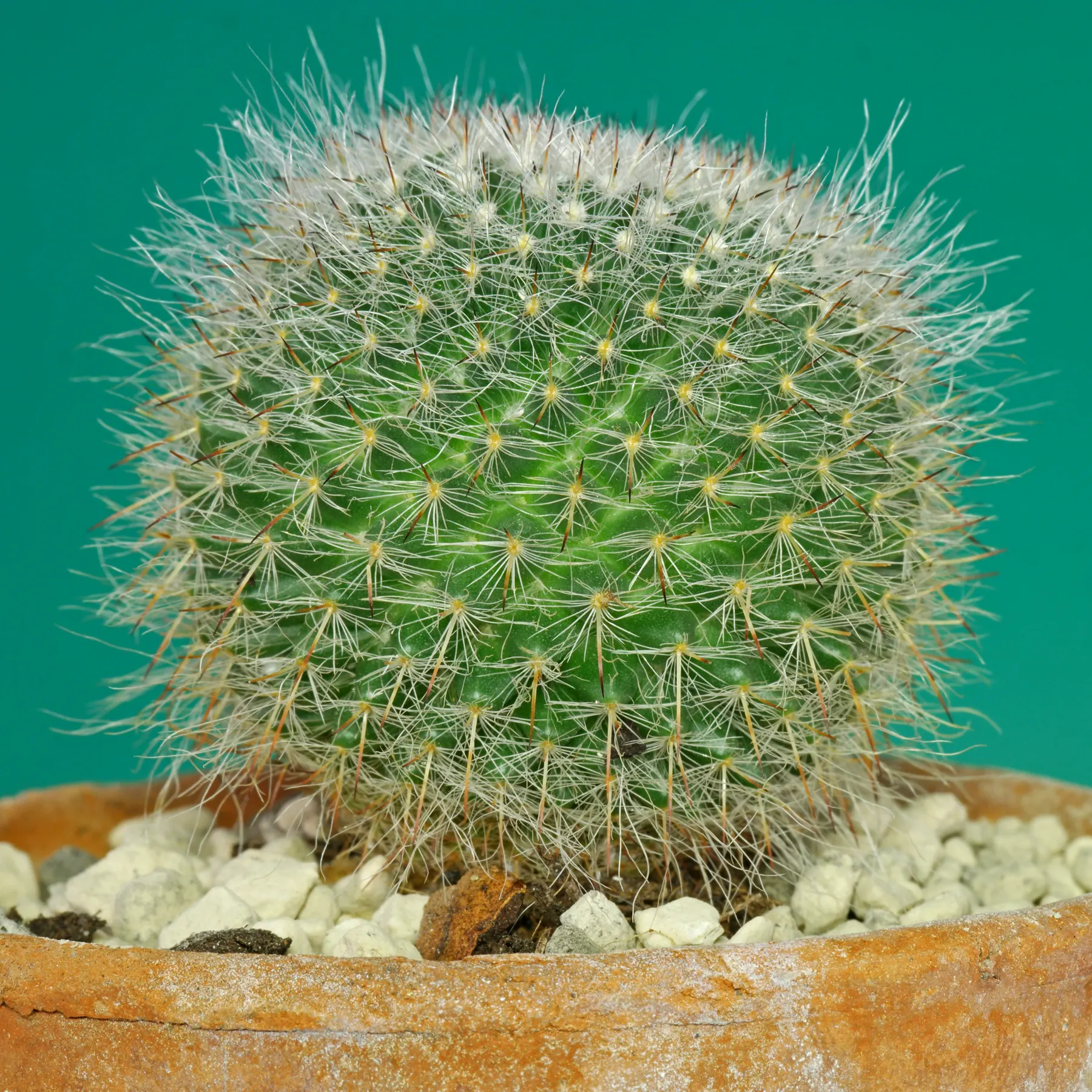 Old Lady Cactus