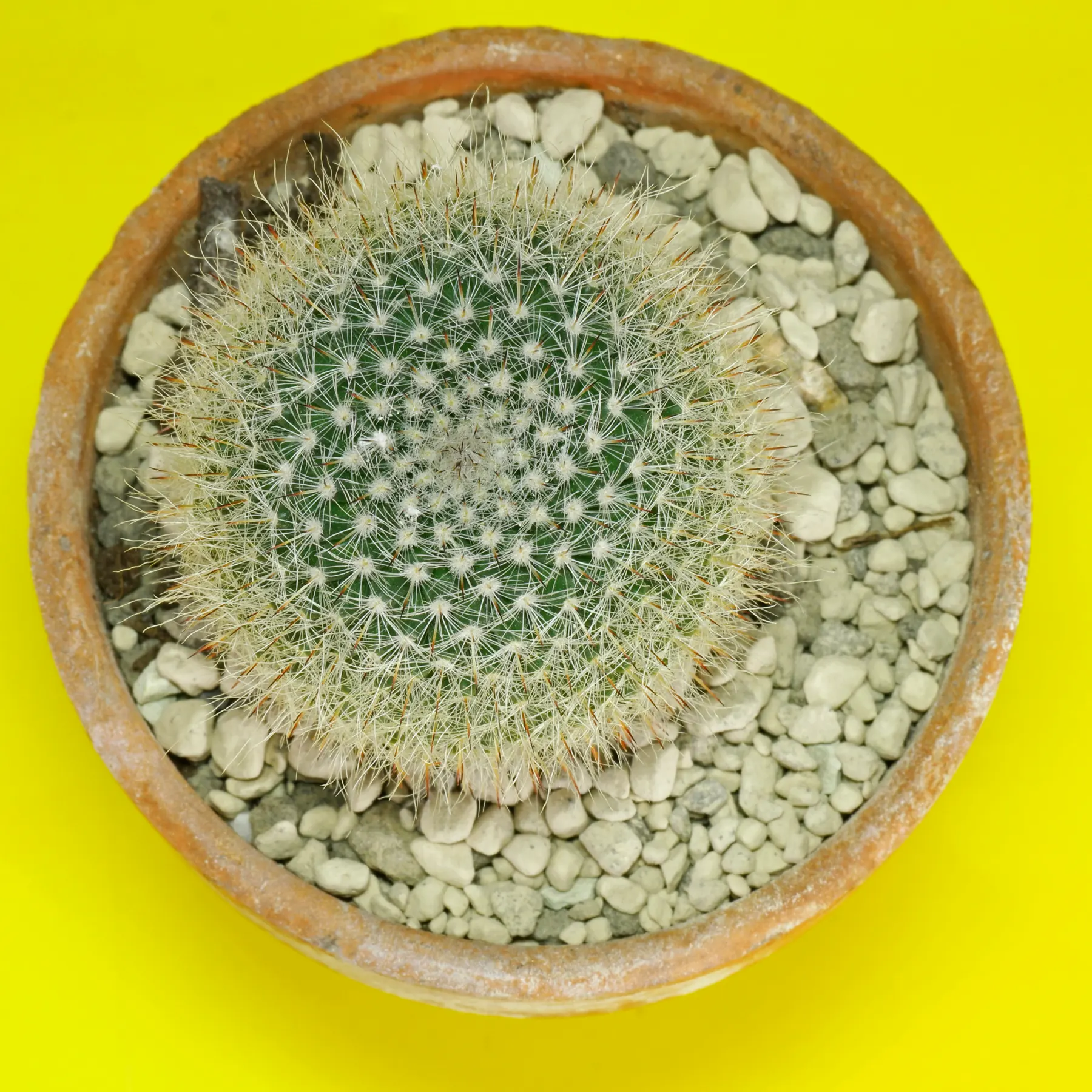 Old Lady Pincushion