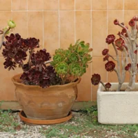 Aeonium