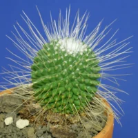 Mammillaria spinosissima Un Pico