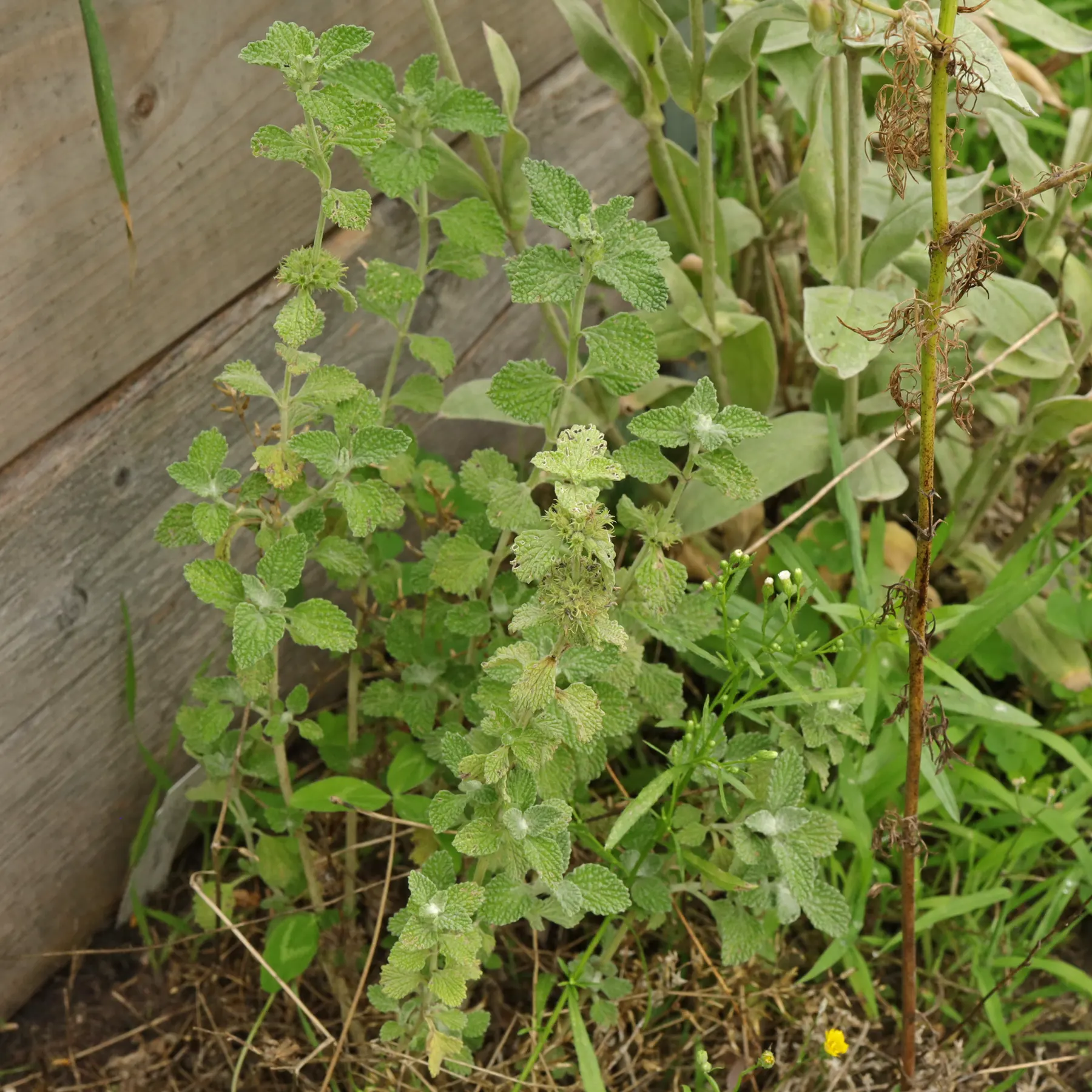 Marrubium vulgare 1