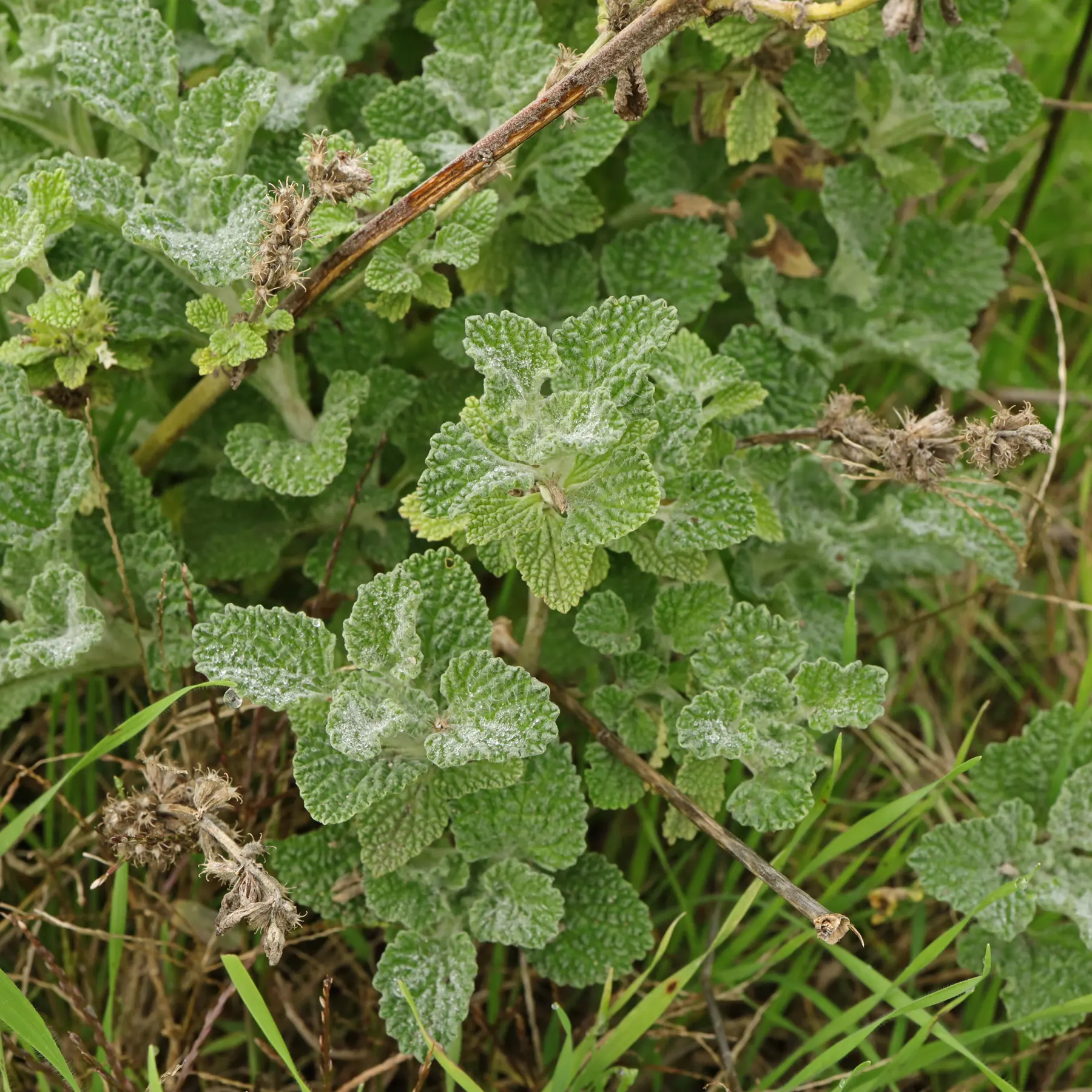 Marrubium vulgare 4