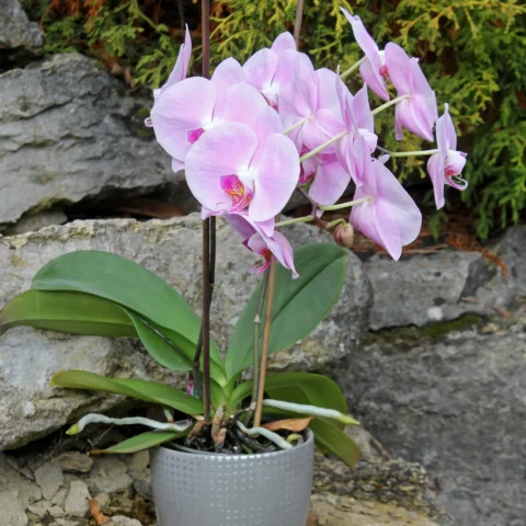 Phalaenopsis orchid