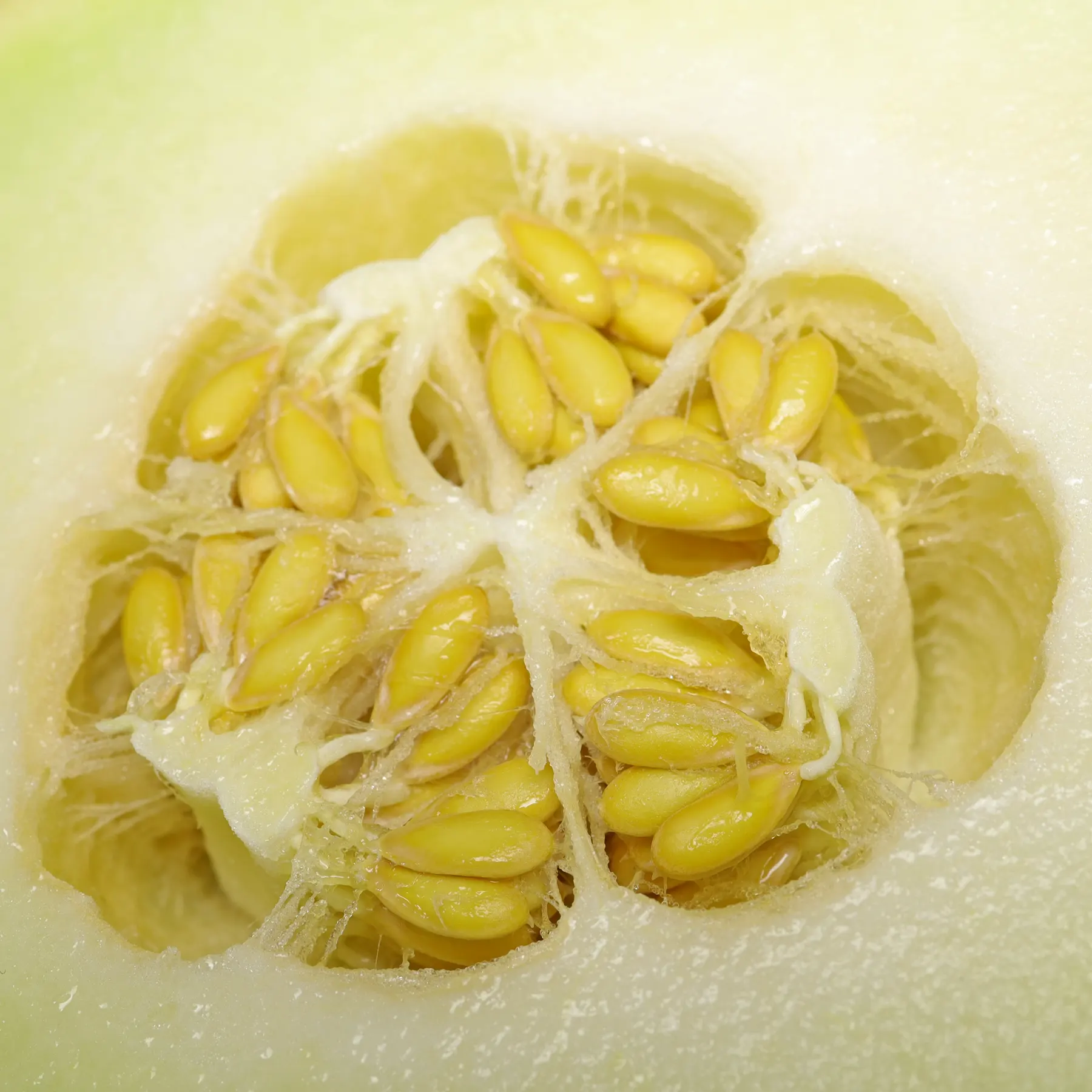 Galia Melon seeds