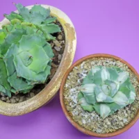 Agave potatorum