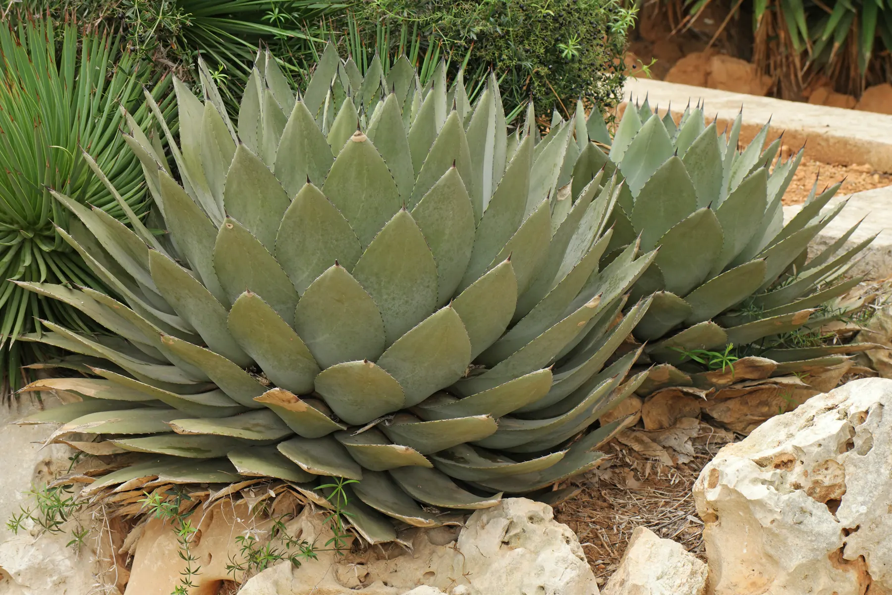 Agave potatorum adult