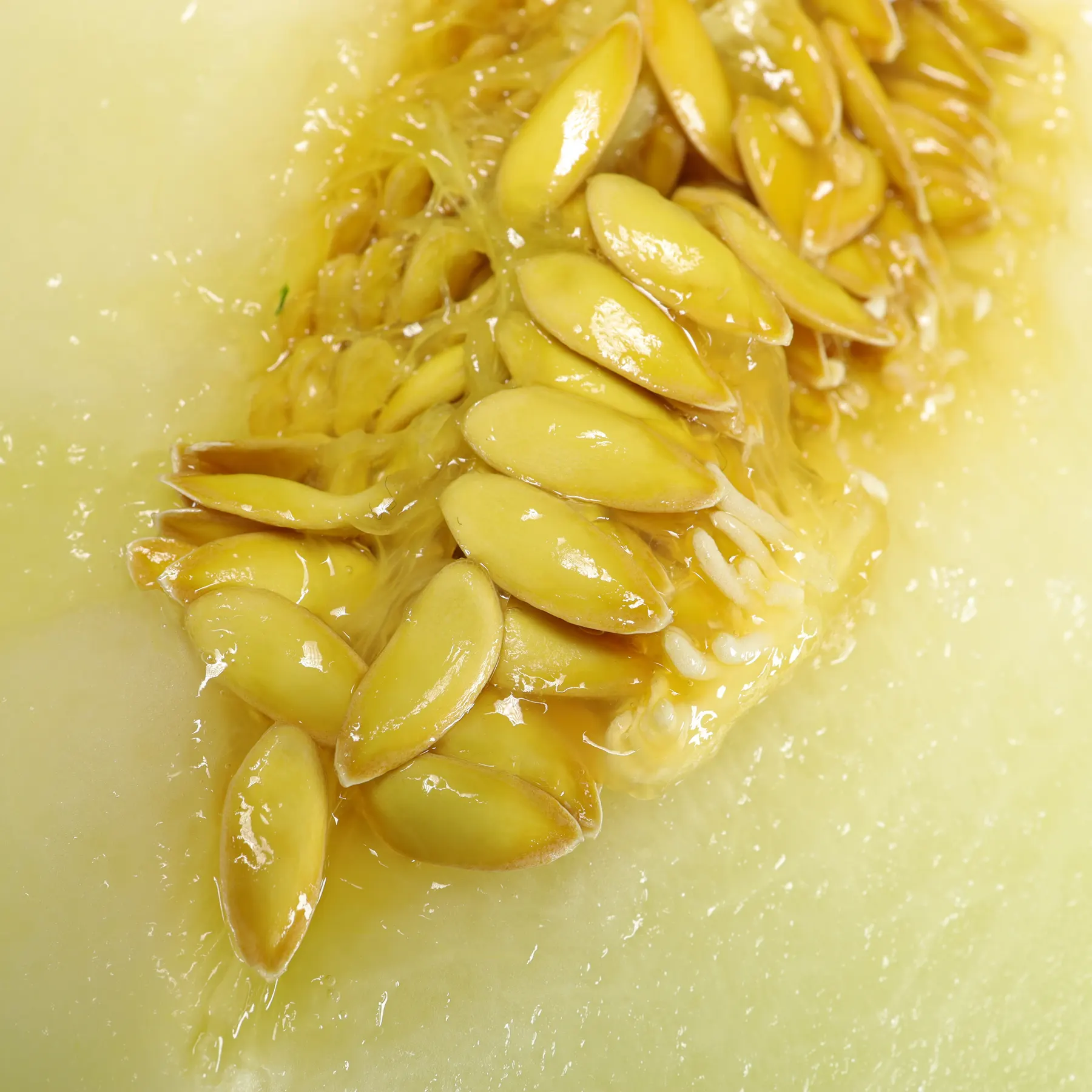 Canary Melon seeds