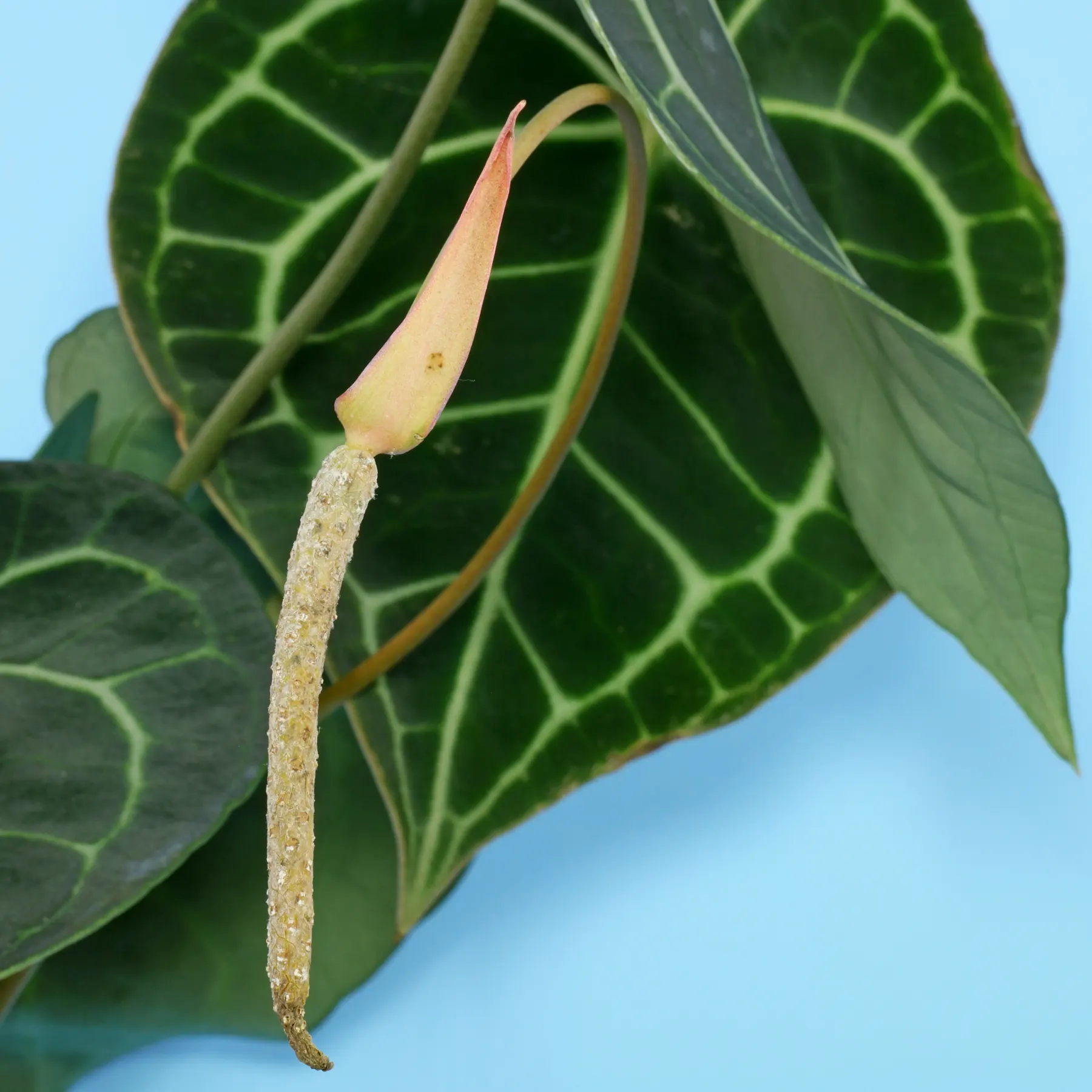 Anthurium clarinervium flower