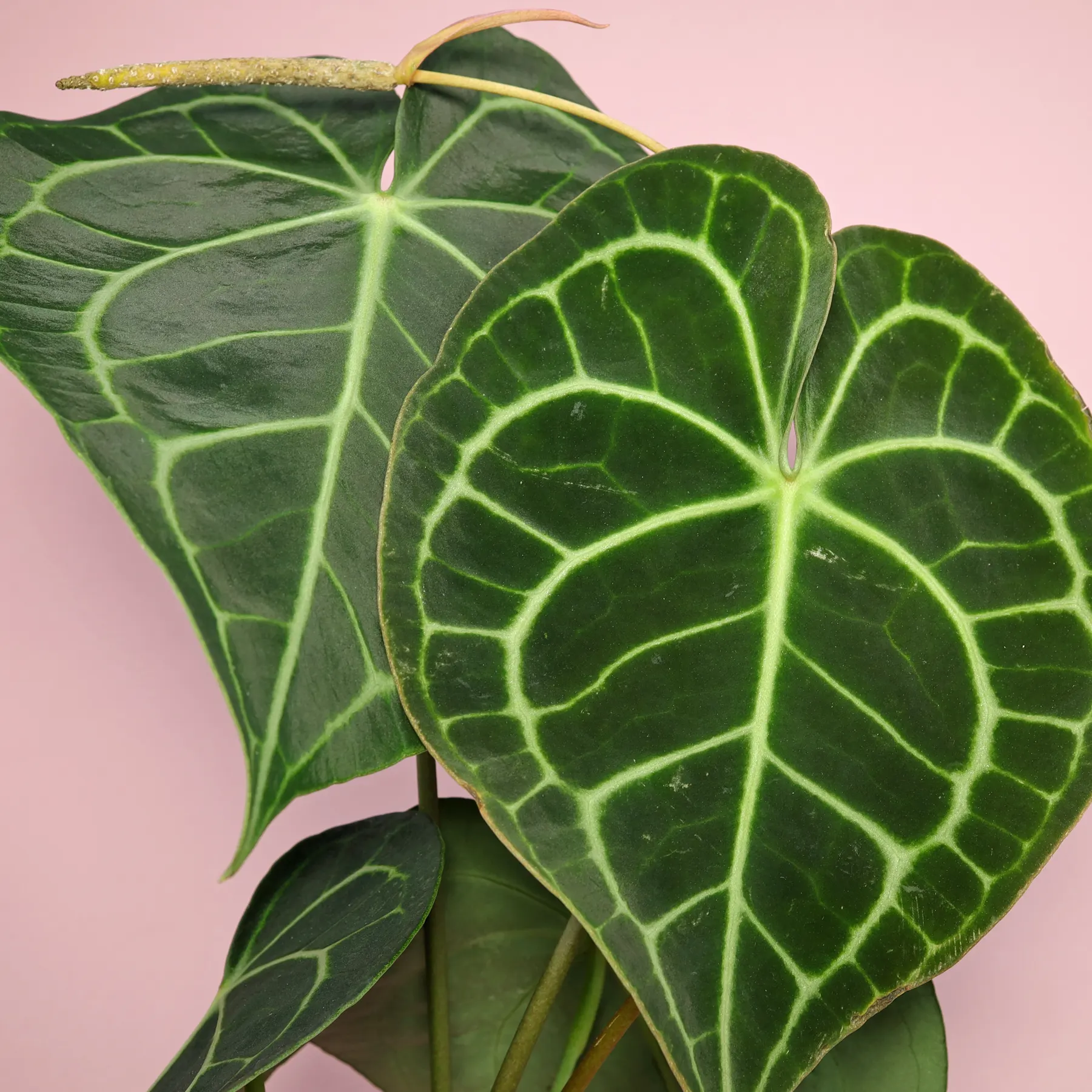 Velvet Cardboard Anthurium clarinervium