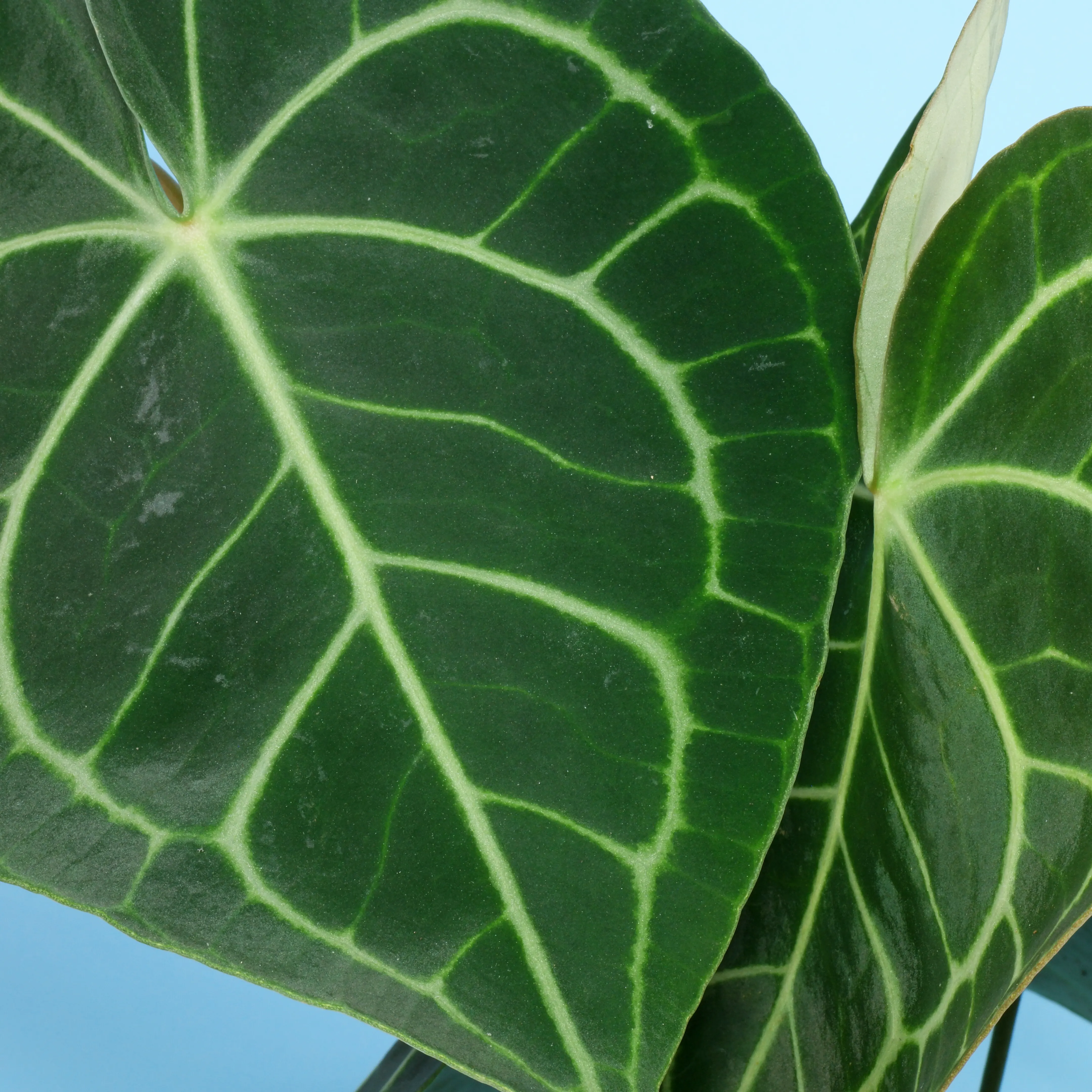 Velvet Cardboard Anthurium leaves