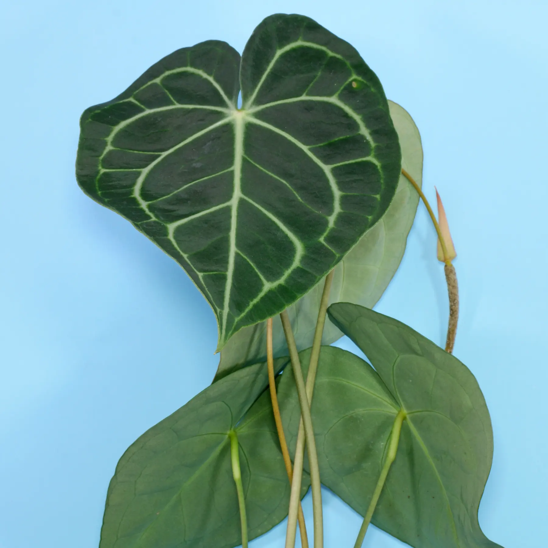 Velvet Cardboard Anthurium