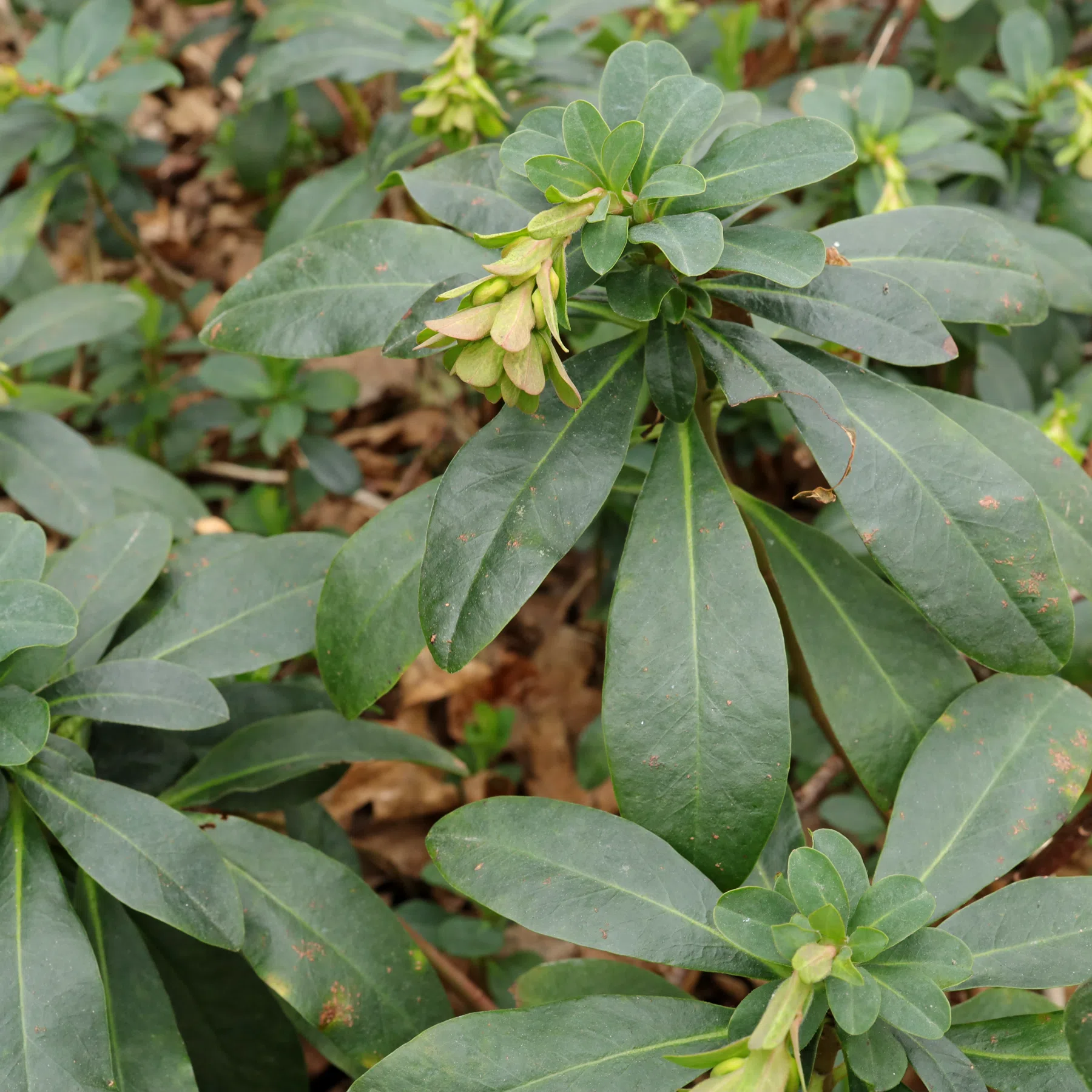 Euphorbia amygdaloides ssp. robbiae