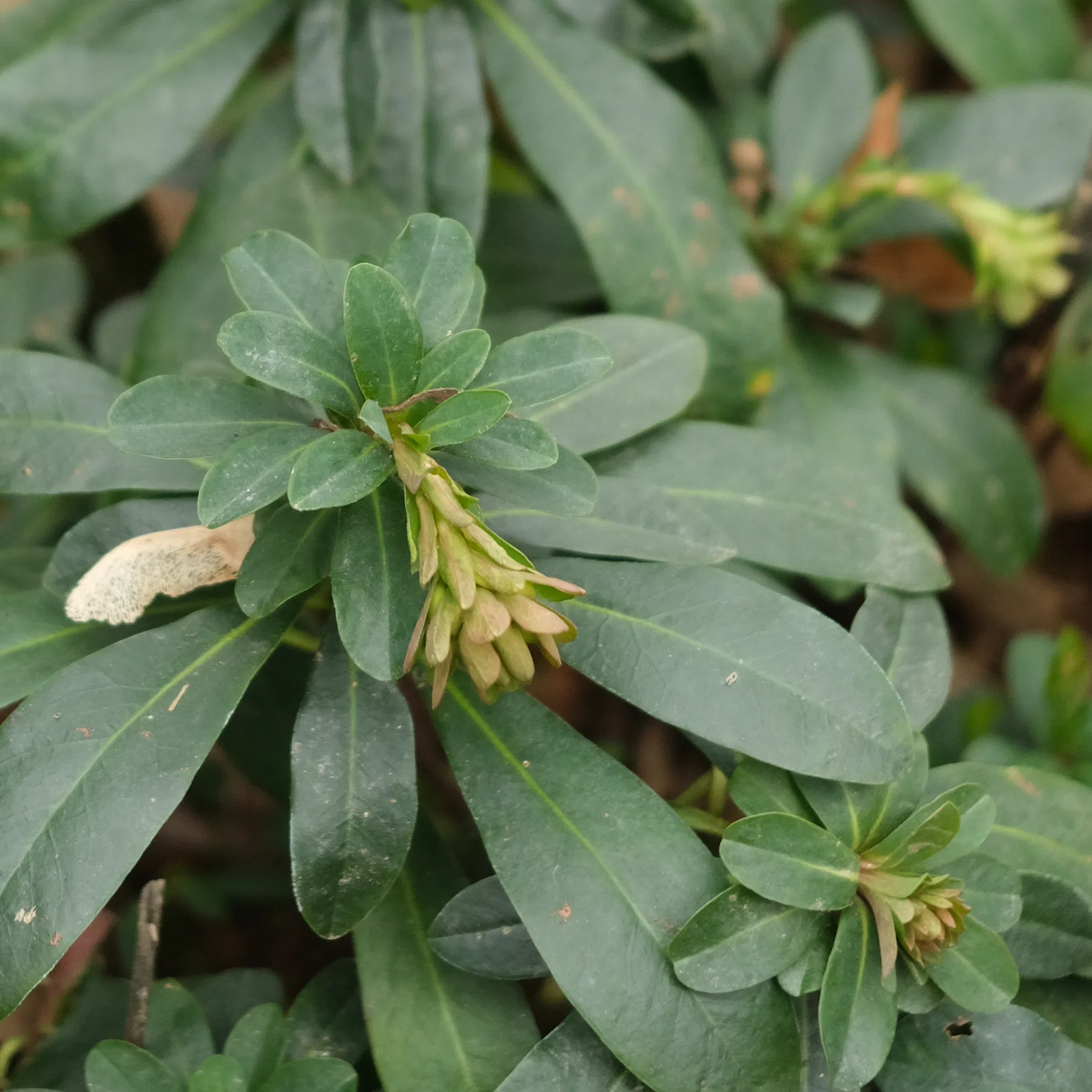 Euphorbia amygdaloides ssp. robbiae