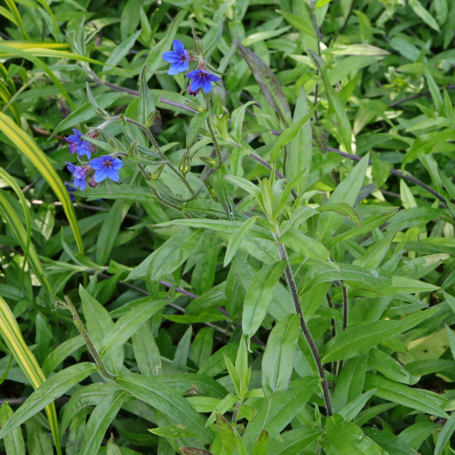 Aegonychon purpurocaeruleum