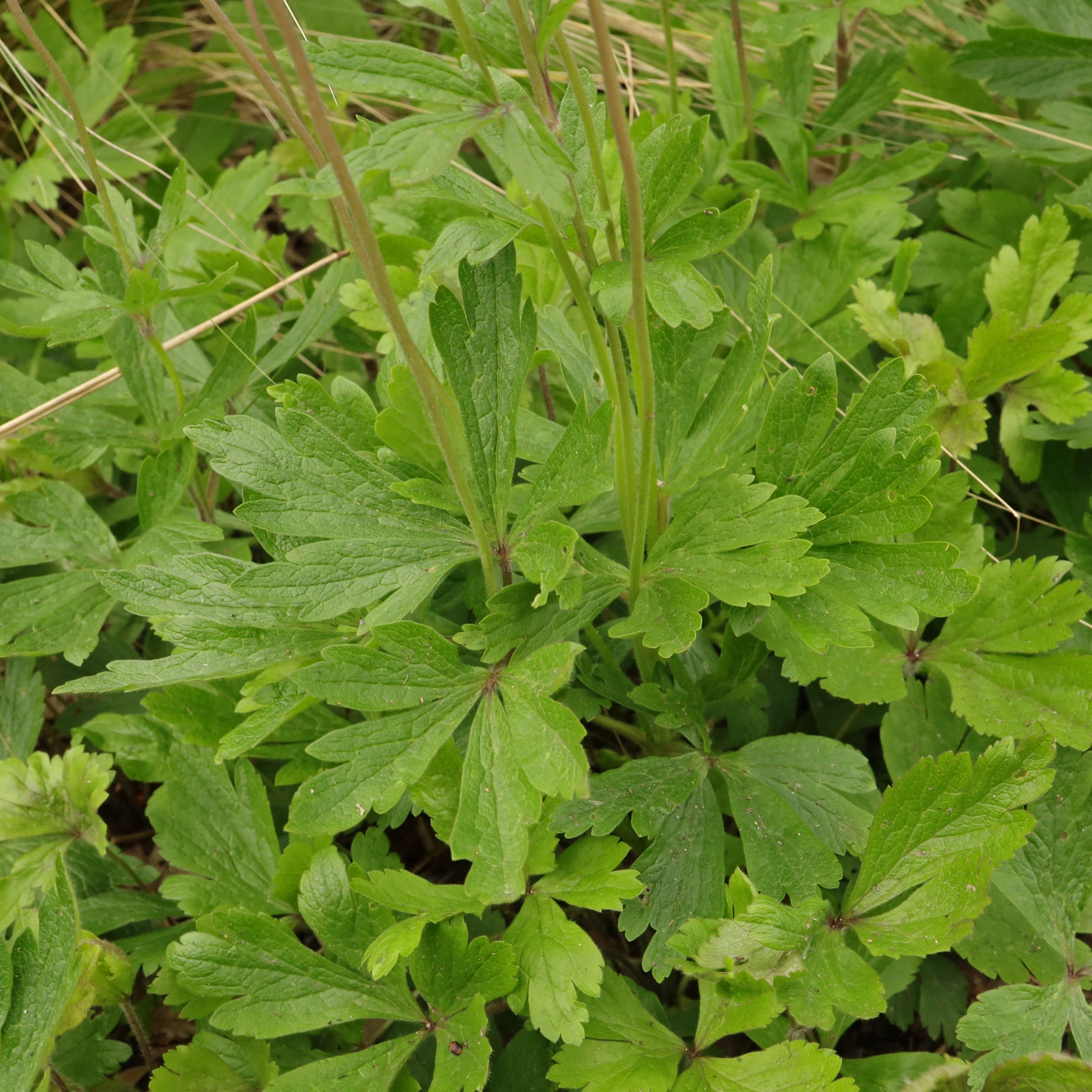 Anemonoides sylvestris