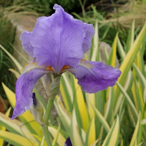 Iris pallida Variegata