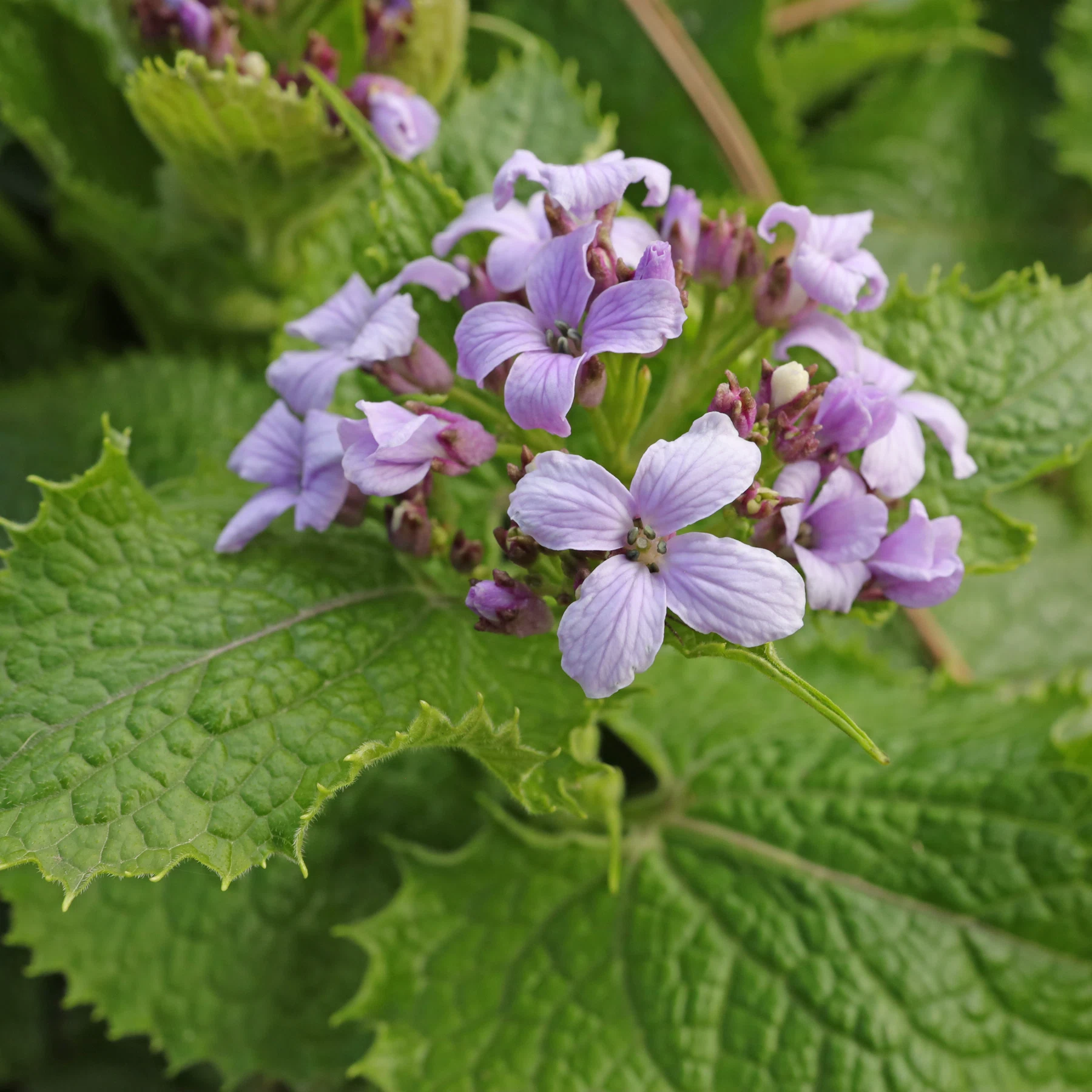 Lunaria rediviva