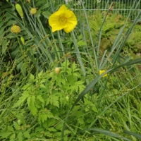 Papaver cambricum