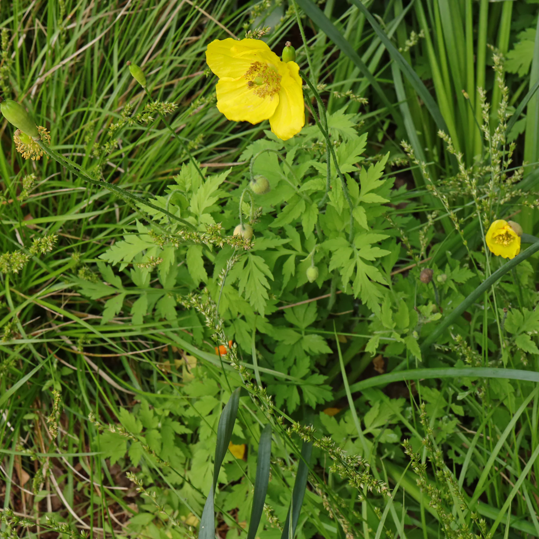 Papaver cambricum