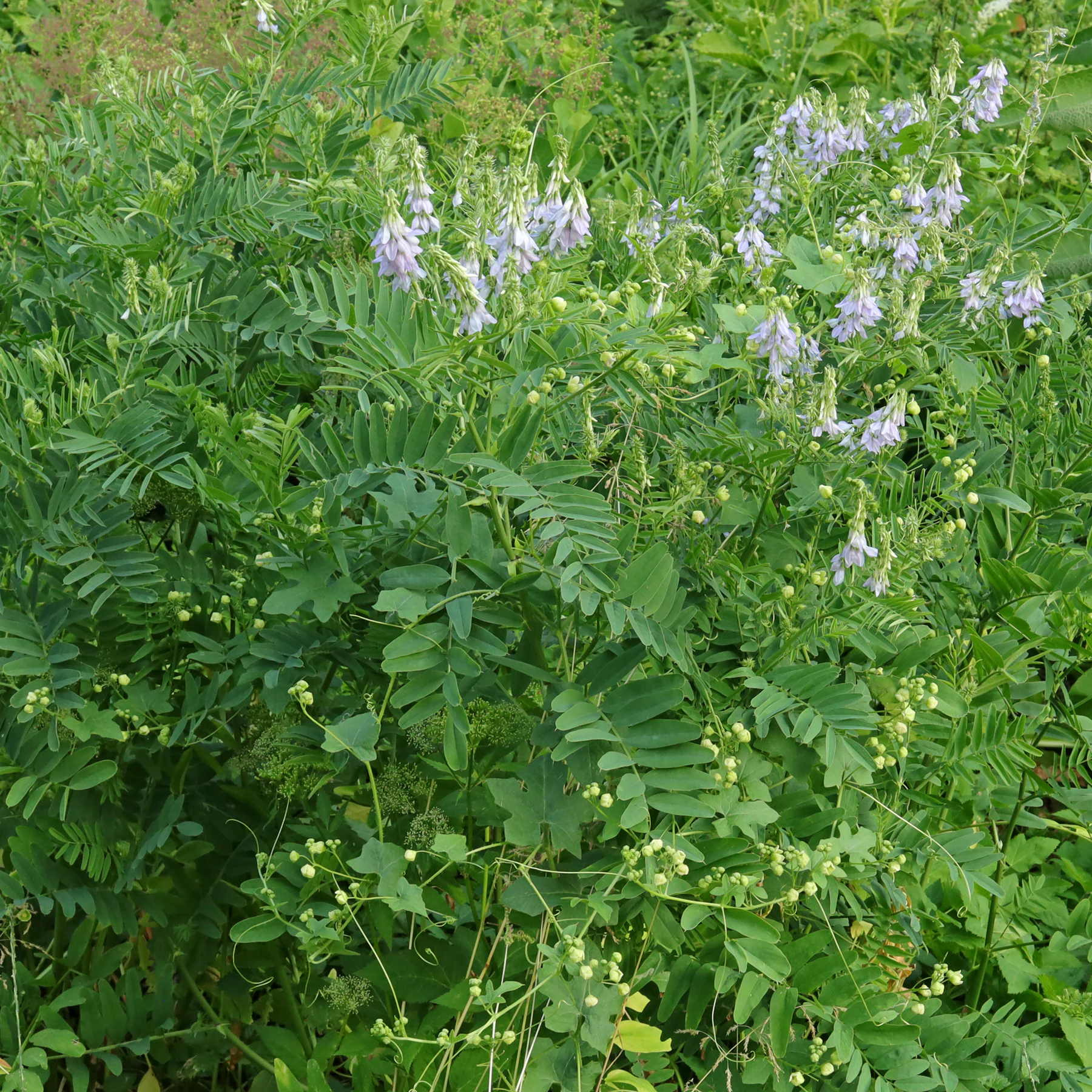 Galega officinalis