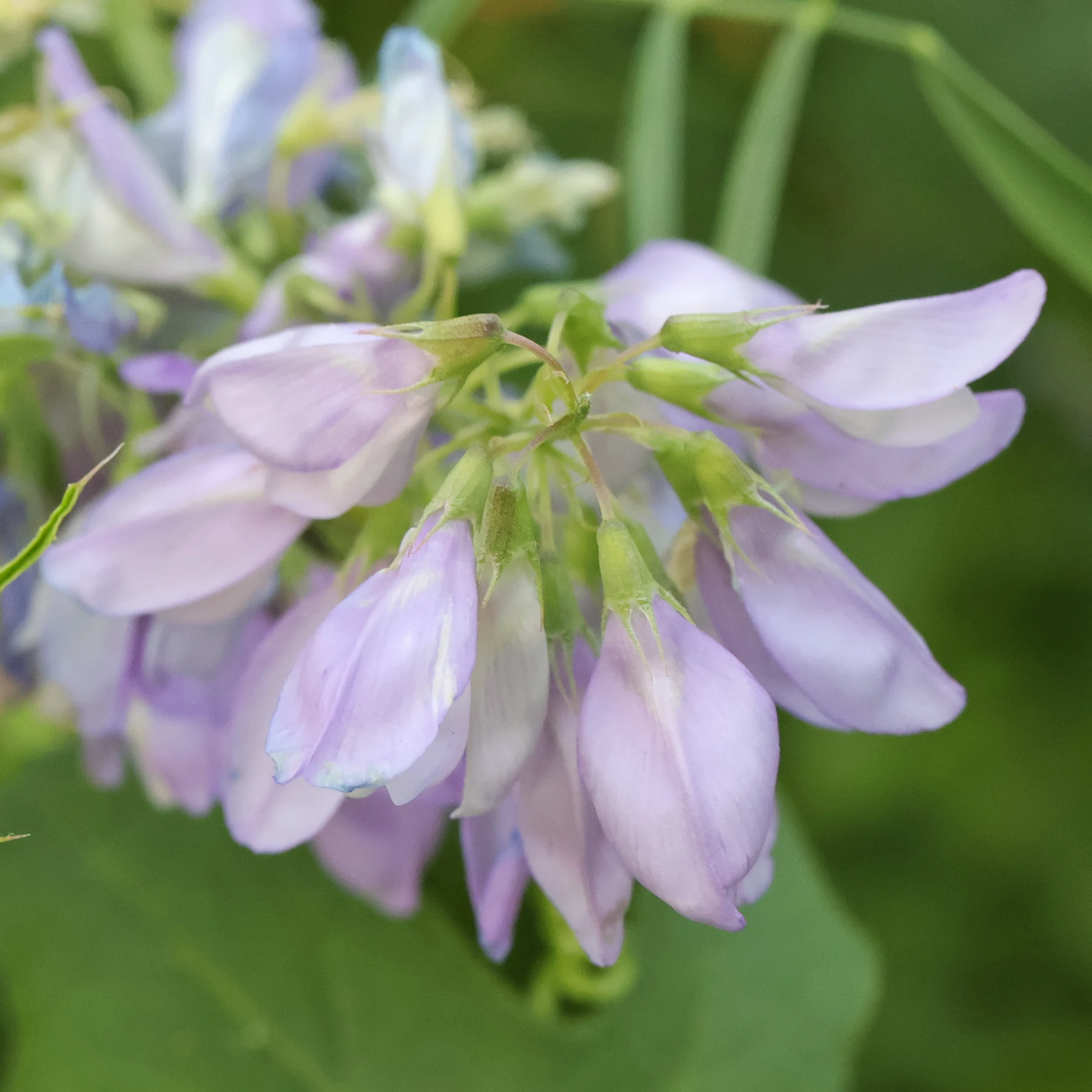 Galega officinalis