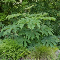 Tetrapanax papyrifer