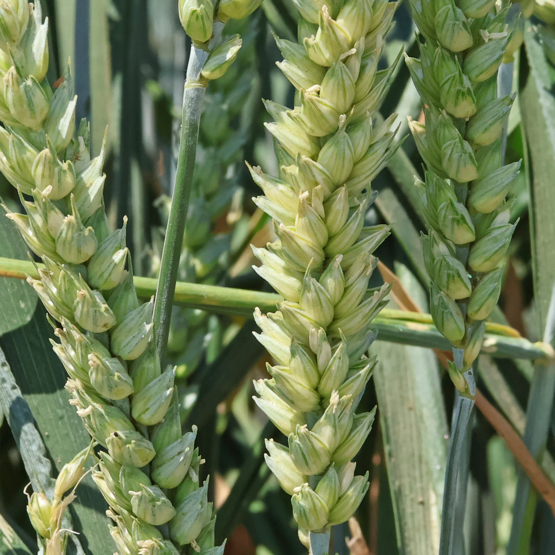 Triticum aestivum cv