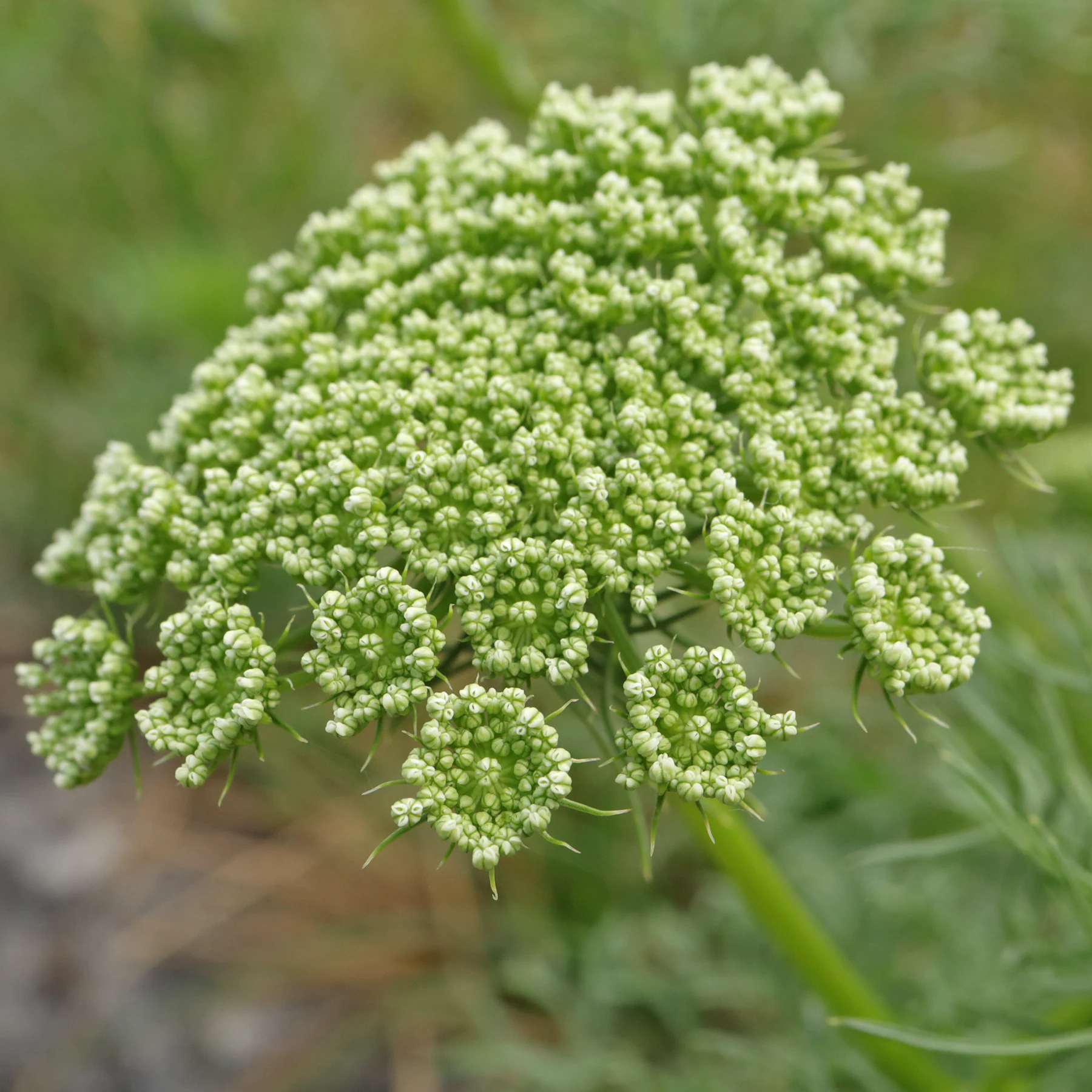 Ammi visnaga