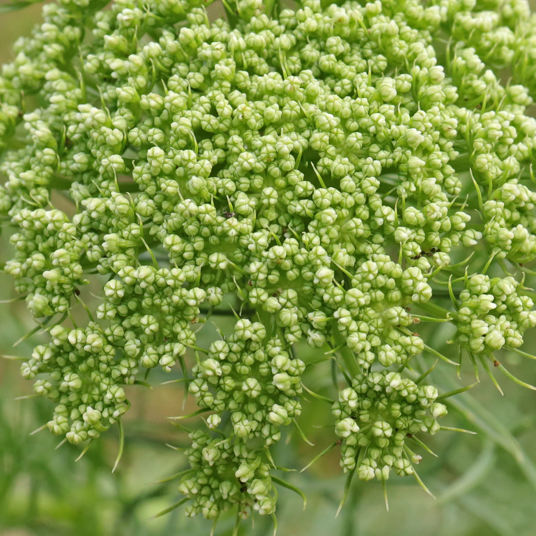 Ammi visnaga