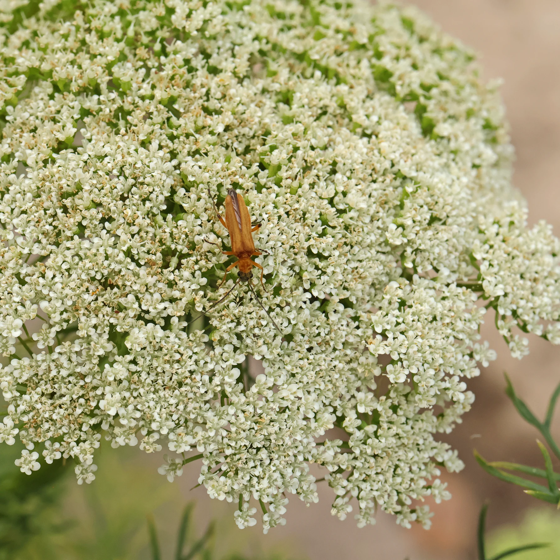 Ammi visnaga + Oedemera podagrariae