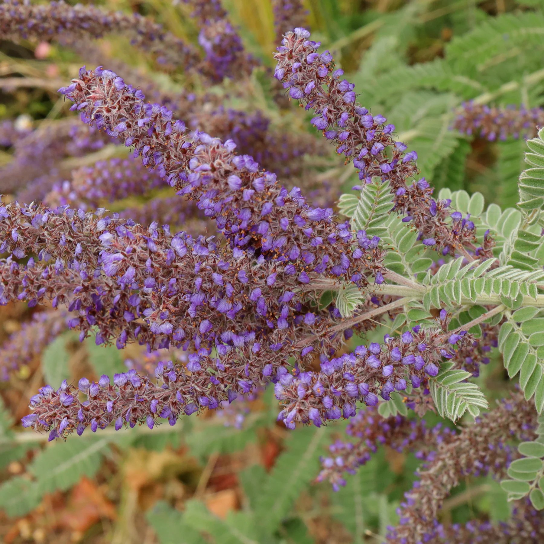 Amorpha canescens