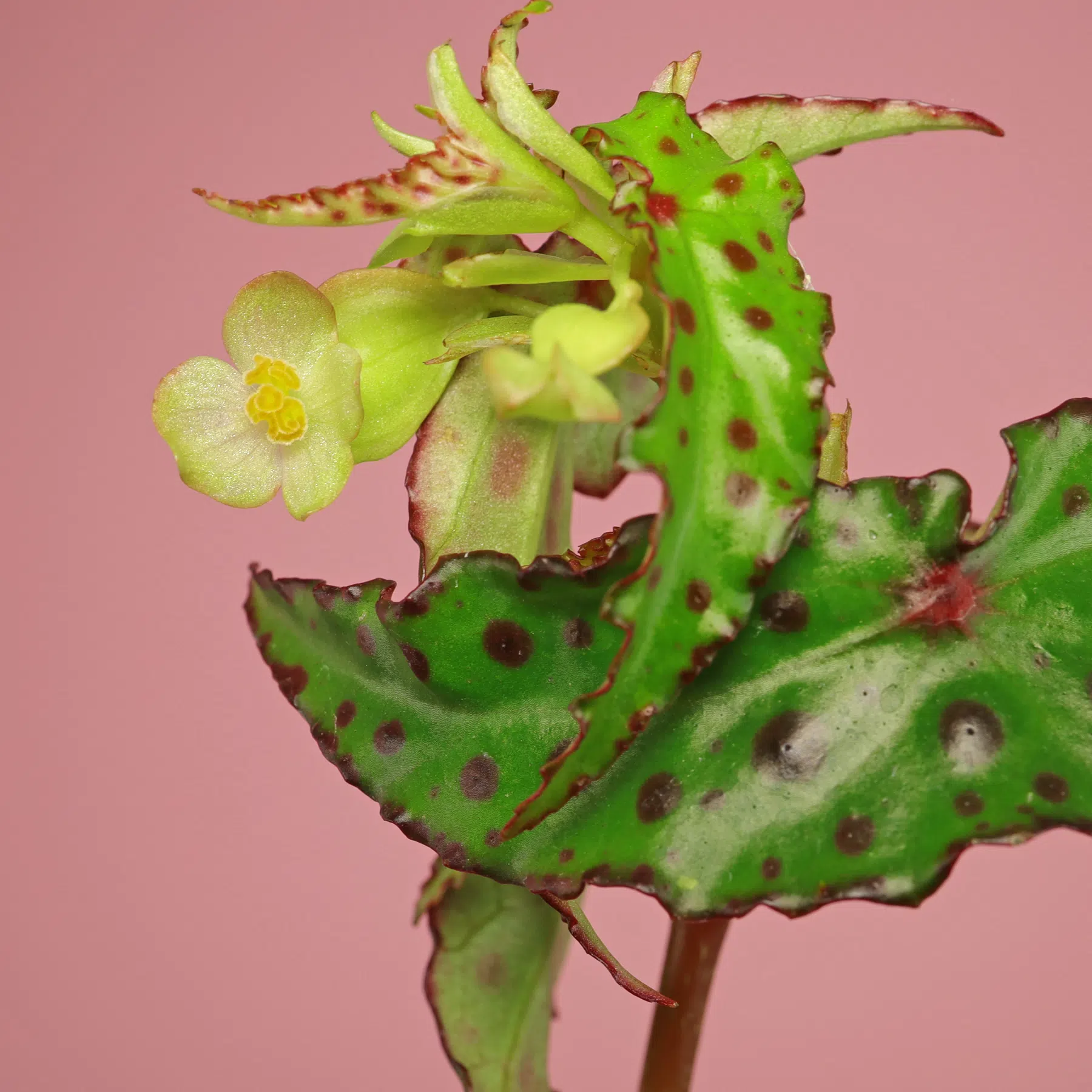 Begonia amphioxus flower