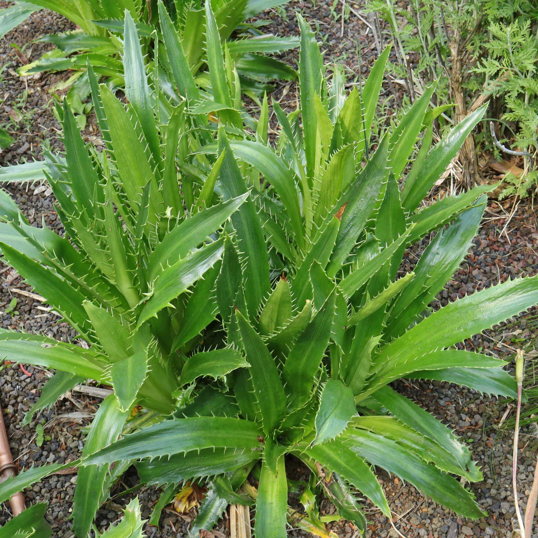 Eryngium agavifolium