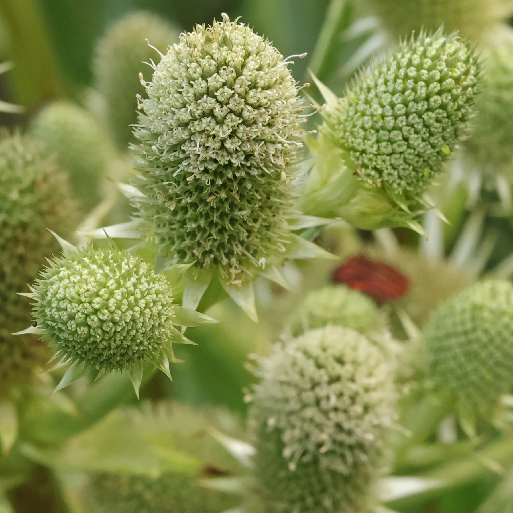 Eryngium agavifolium