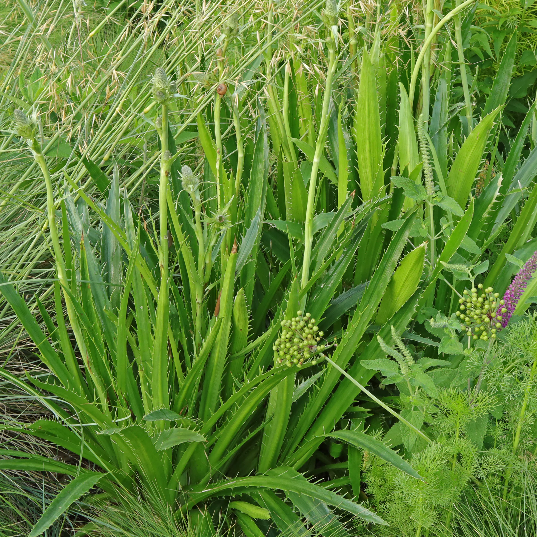 Eryngium agavifolium