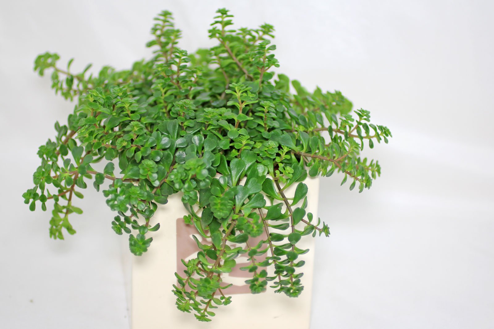 Sedum makinoi
