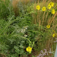 Silphium laciniatum