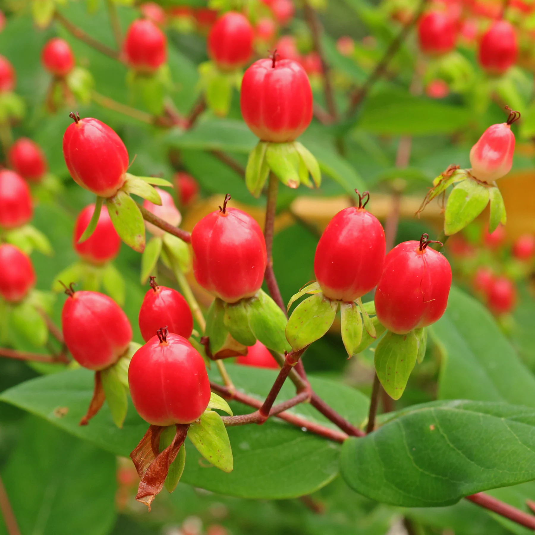 St. John's Wort berries
