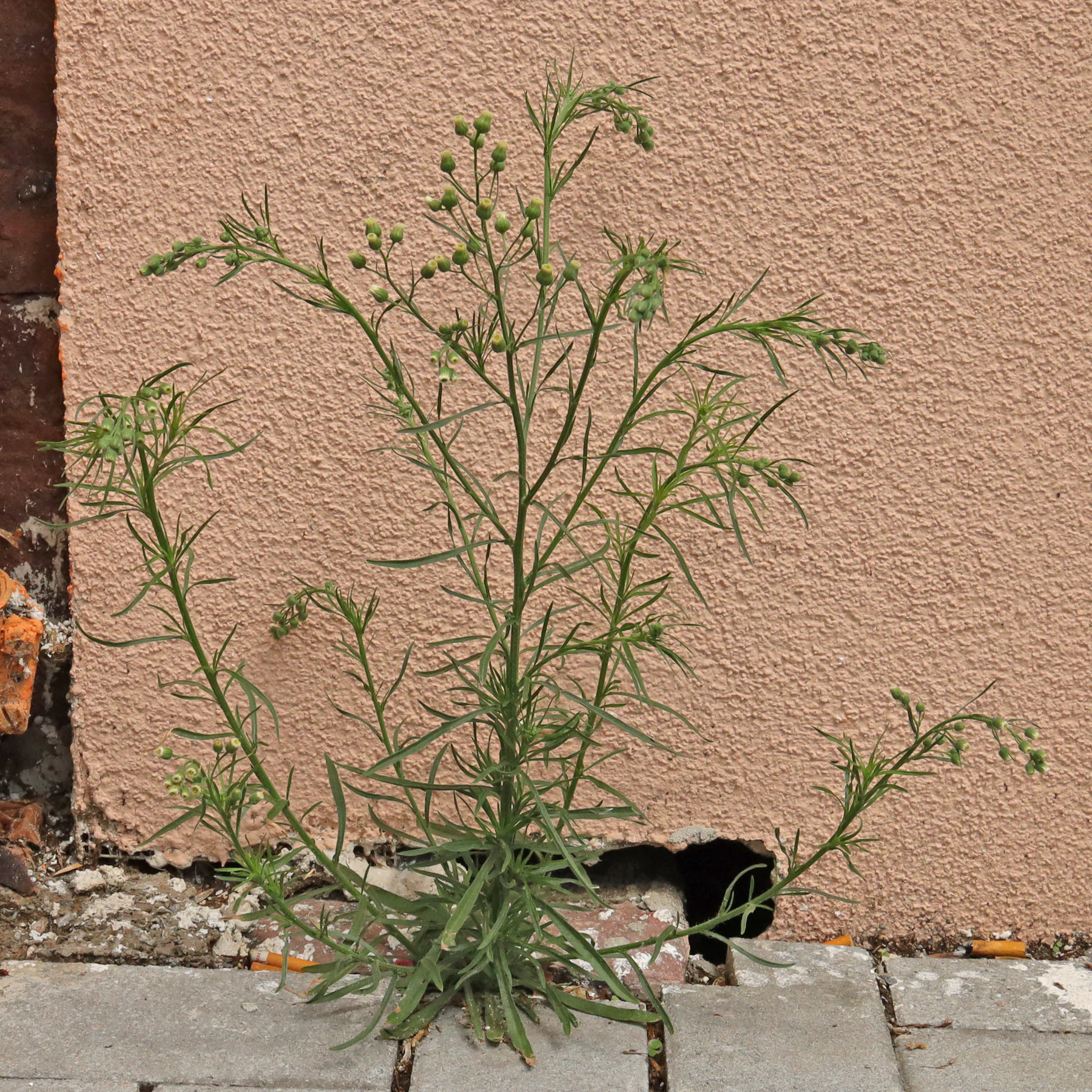 Erigeron bonariensis