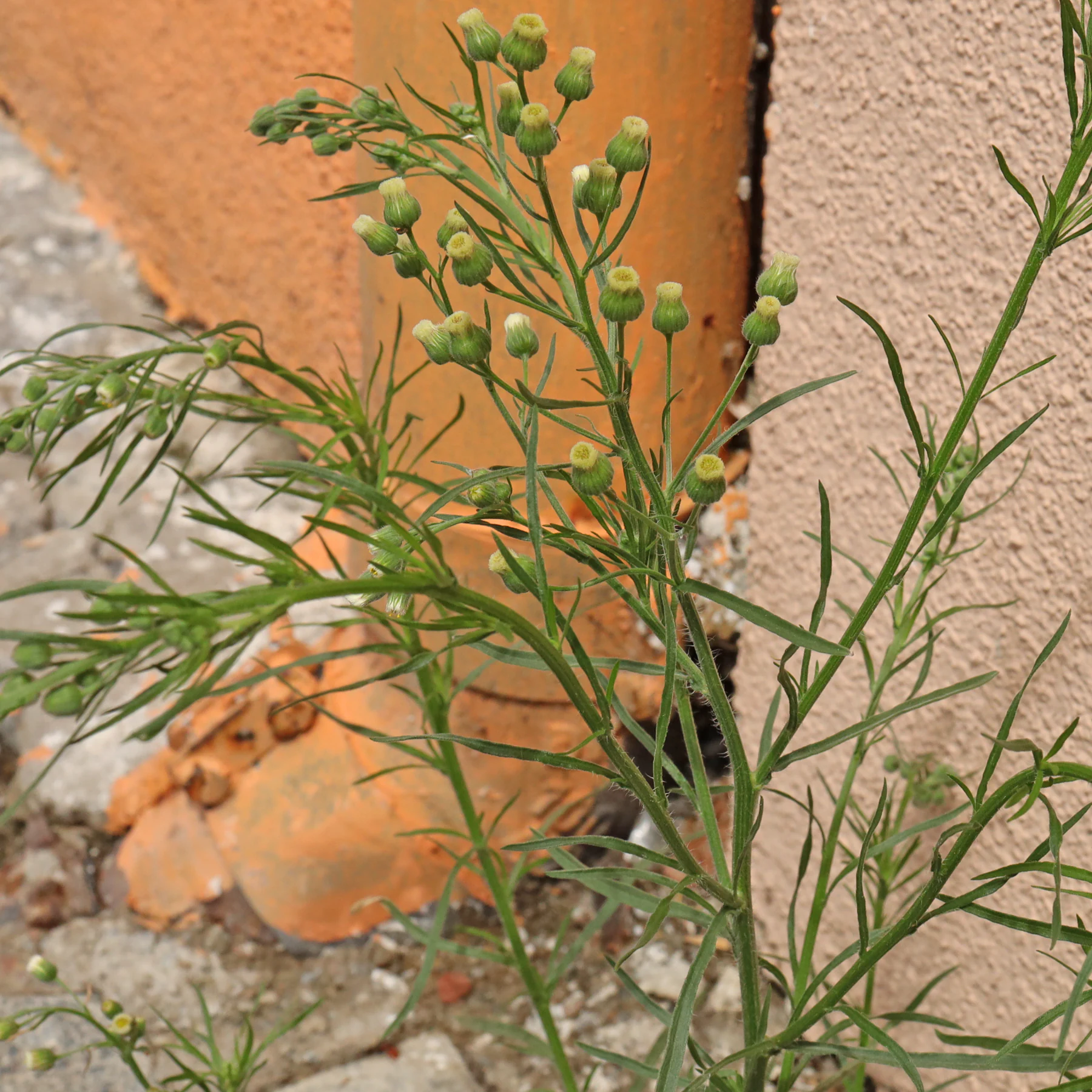 Erigeron bonariensis